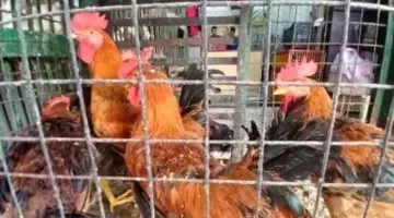 سعر كيلو الفراخ 90 جنيها.. أسعار الدواجن بكفر الشيخ السبت 28 مارس 2026